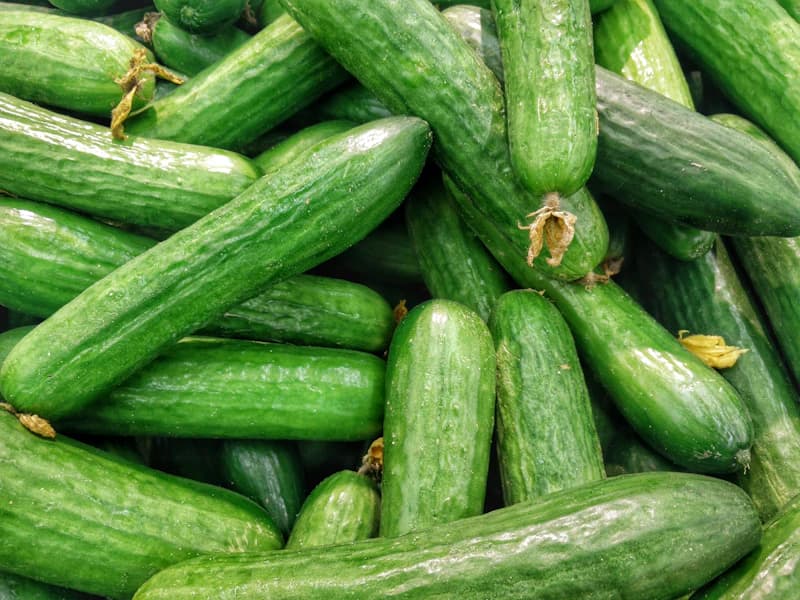 Crisp green Jordanian cucumbers graded for regional export
