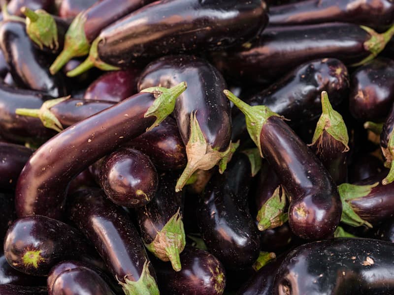 Glossy fresh purple eggplants with green stems sorted for market export